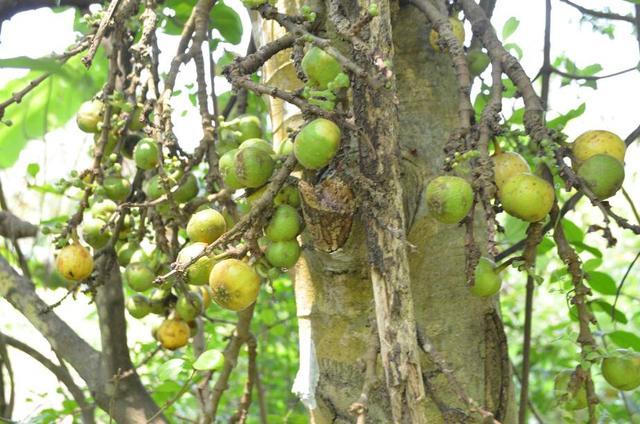 这种植物叫"牛奶树",汁液似牛奶,果实跟无花果很像,别
