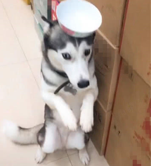 为防止二哈罚站时乱跑,主人在它头上放这物,二哈这次终于老实了