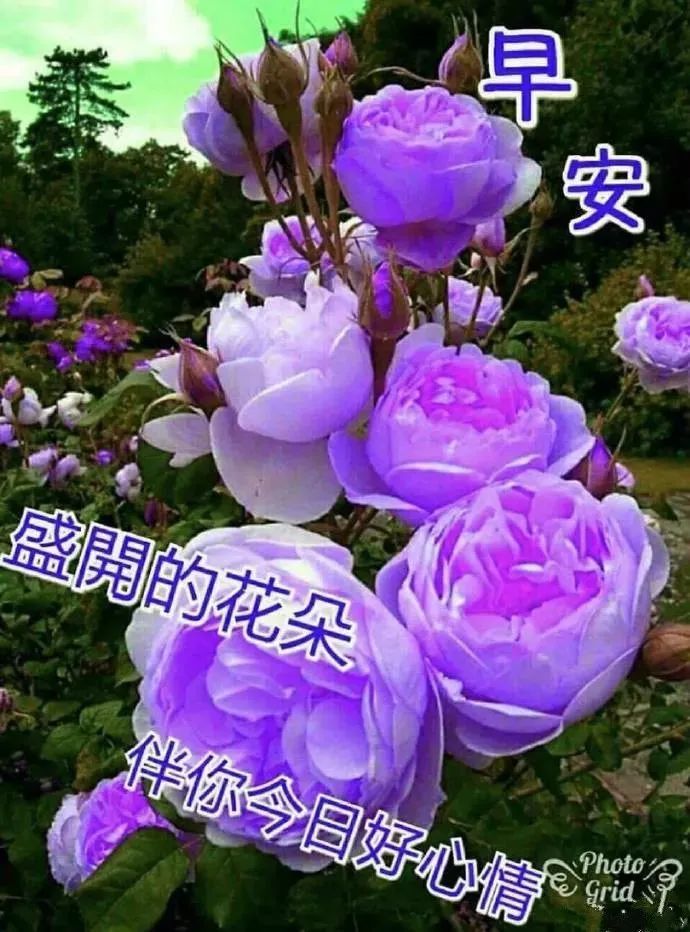 周二早上好问候语及关心话 清晨早安短信大全