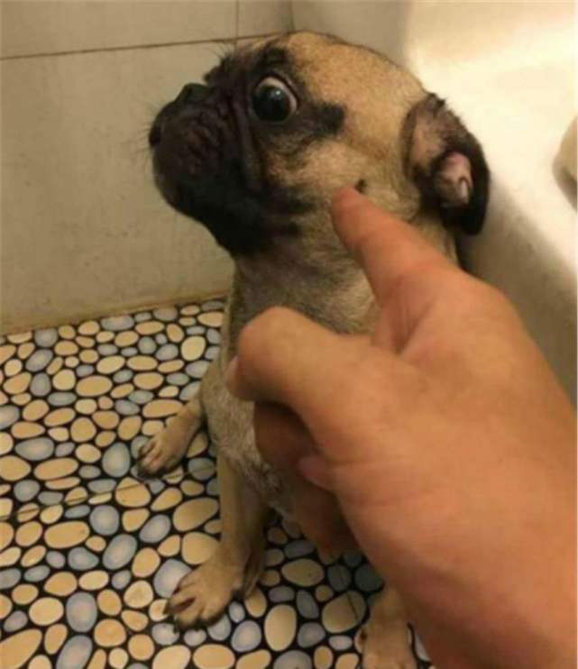 为什么狗狗犯错挨骂时,不敢看主人?是在生气还是认错