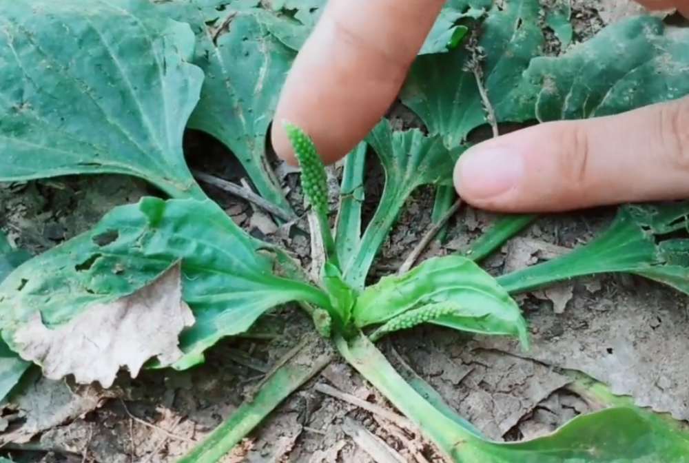 这种8月即将消失的野草,对牙疼牙龈痛很有帮助,不花钱