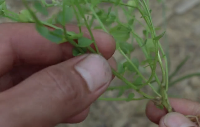 这味草药叫"齿果草"常生长于山坡草地,治疗牙痛有好效果