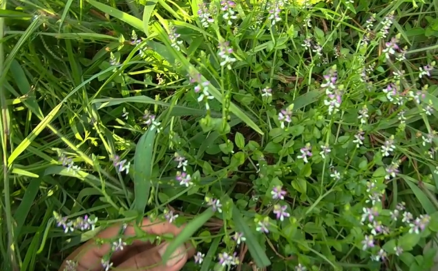 这味草药叫"齿果草"常生长于山坡草地,治疗牙痛有好