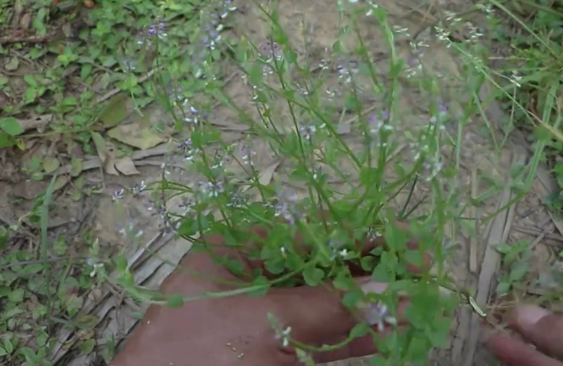 这味草药叫"齿果草"常生长于山坡草地,治疗牙痛有好效果