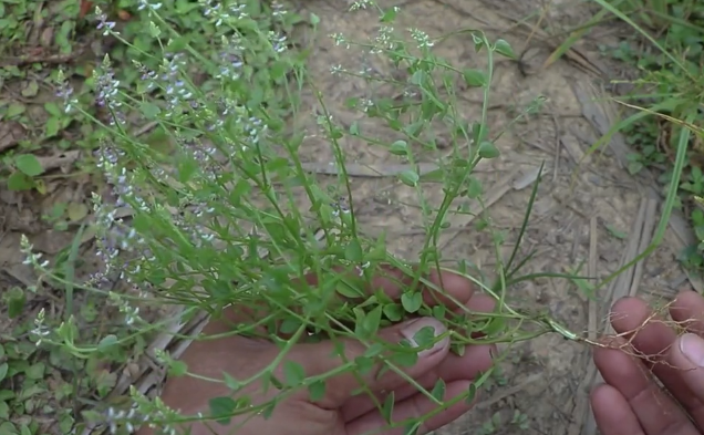 这味草药叫"齿果草"常生长于山坡草地,治疗牙痛有好效果