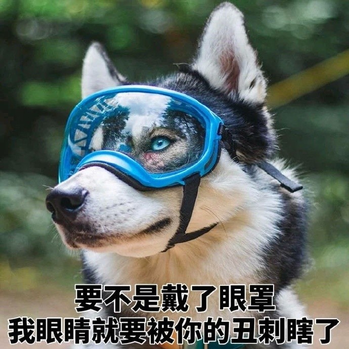 哈士奇表情包你现在这样做人爸妈知道吗