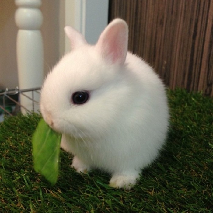 呆萌的小兔子,萌萌的可爱的不得了
