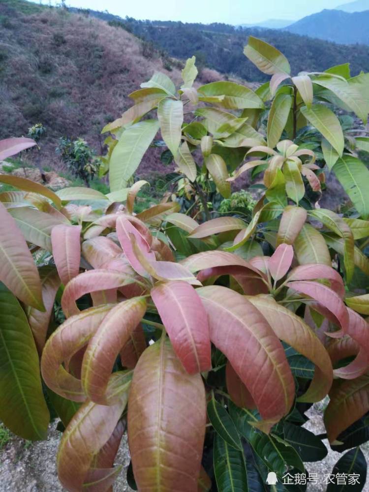 叶片发红,芒果叶子这个颜色是缺什么元素?