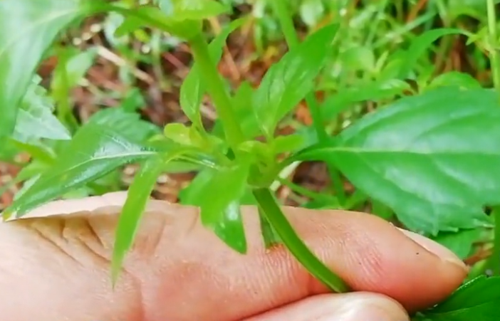 农村常见野草的热痱草小孩去痱最好用如今野生的不好找