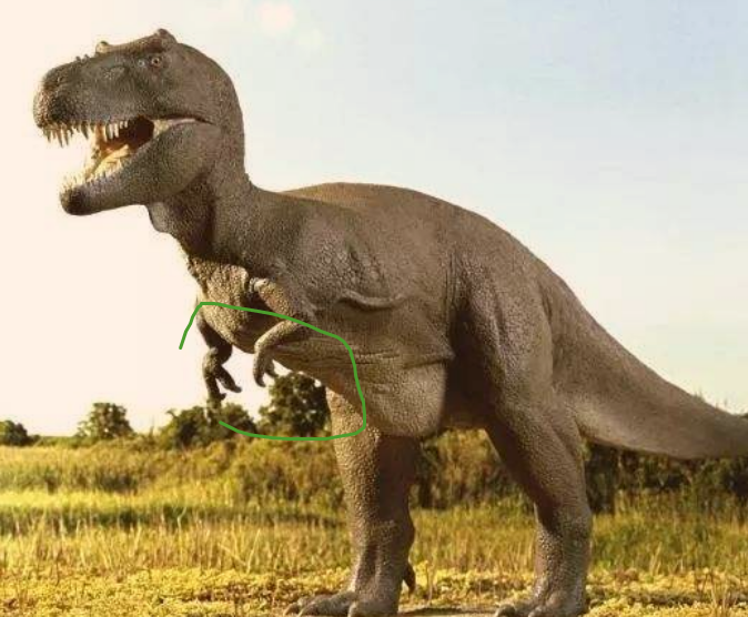 恐龙前面的小短手究竟有什么用专家用途比想象中更重要