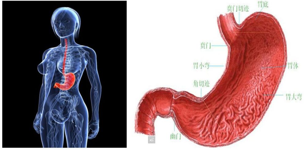 下面我们初步认识一下我们的胃
