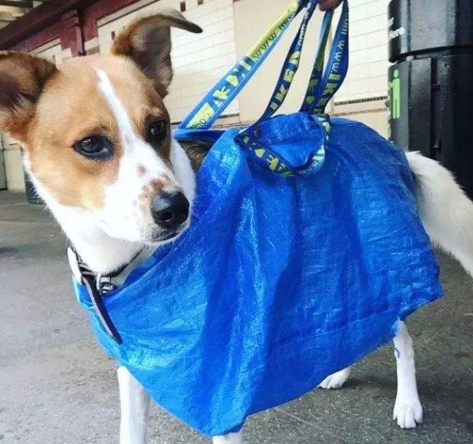 下雨了你还在愁狗狗没有雨衣吗?手工达人一秒变出雨衣