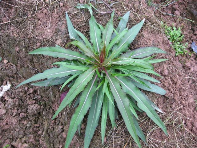 这个植物长得非常好看人们把它叫做山莴苣如果见到请珍惜