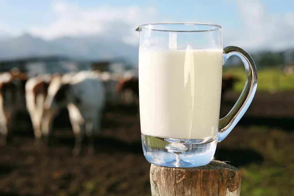 较真|常温奶的营养价值，真比鲜牛奶低很多吗？