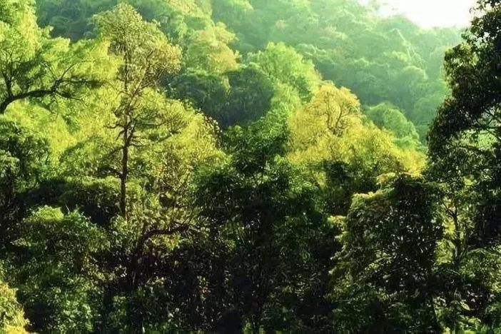 暖温带常绿阔叶林
