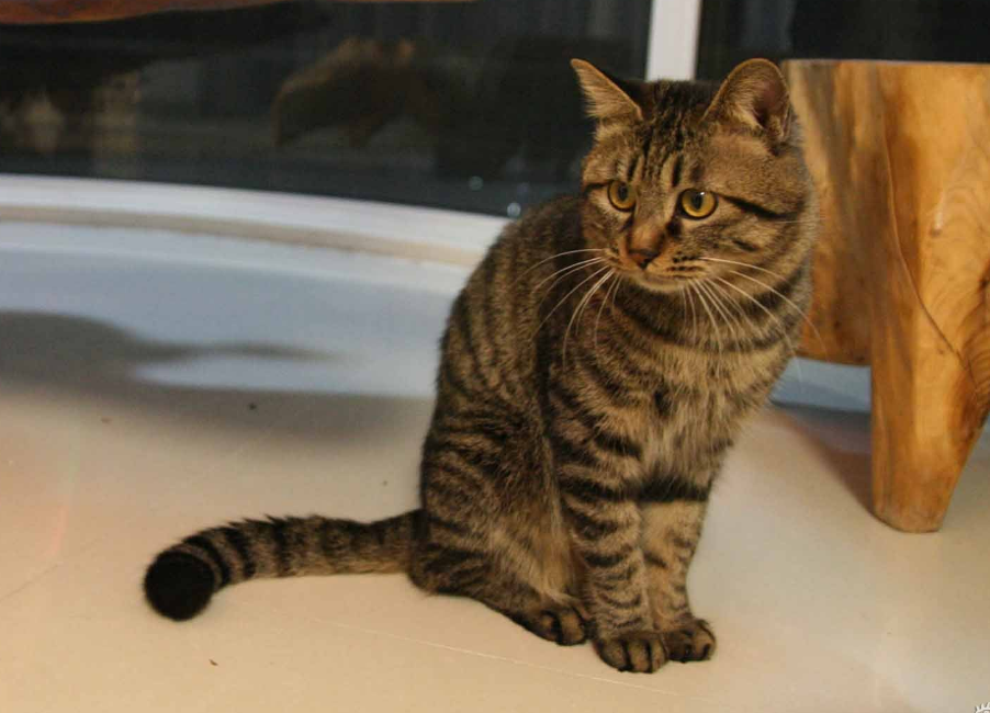 我国特有的狸花猫一生只认一个主人为何有些人不愿养