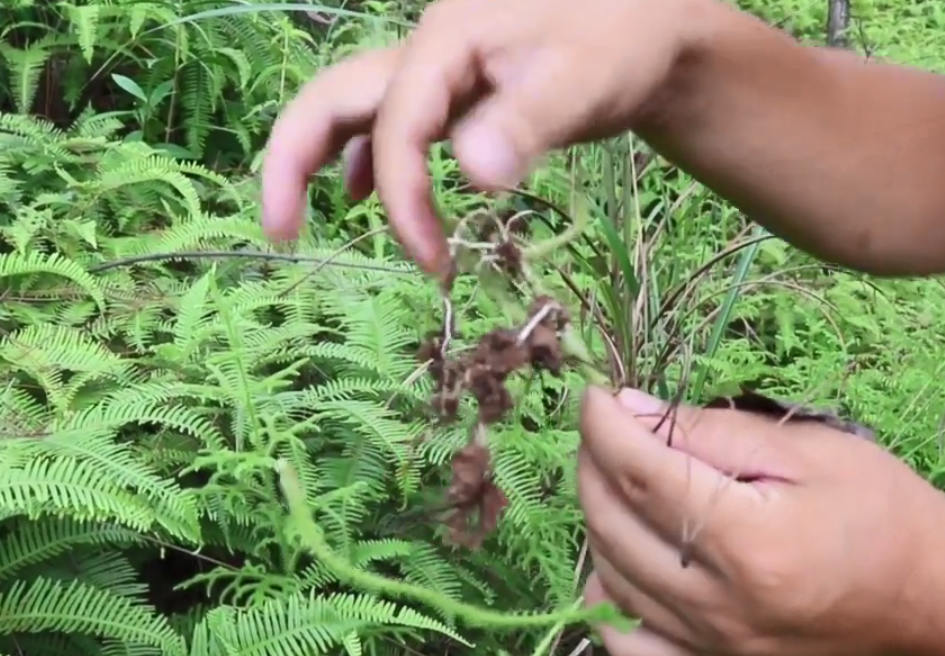 农村一种毛茸茸植物村民靠它舒筋活血工人用它做婴儿爽身粉