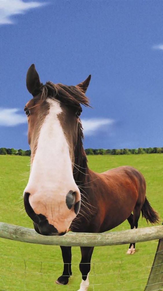 可爱的马 腾讯网