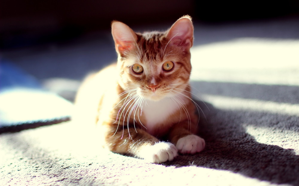天真烂漫的小猫,乖巧而又甜美