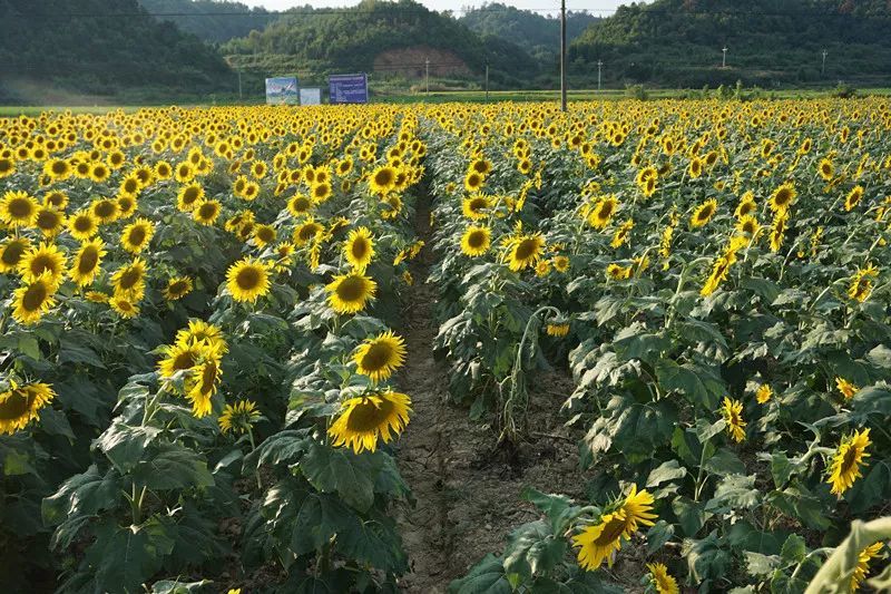 婺源云川金葵花海你想要的浪漫与唯美都在这