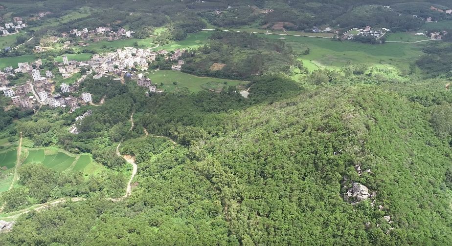 行走廉江河唇山祖嶂,寻觅大山深处的野山竹!