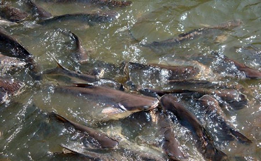 在南方地区埃及塘鲺的养殖方式令人不适,这样的鱼能吃