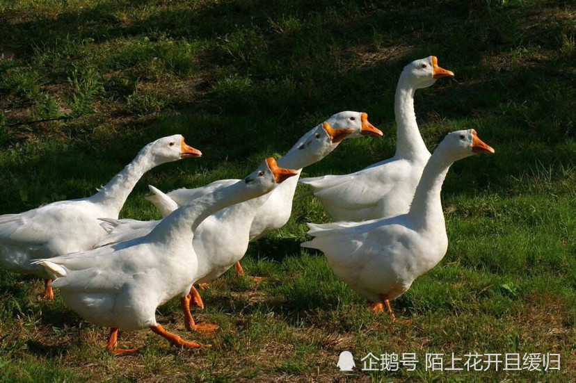 农村老人都说大鹅能够防蛇真实原因你知道吗