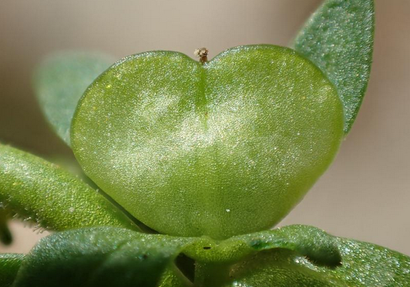 荒野维生野菜系列—仙桃草