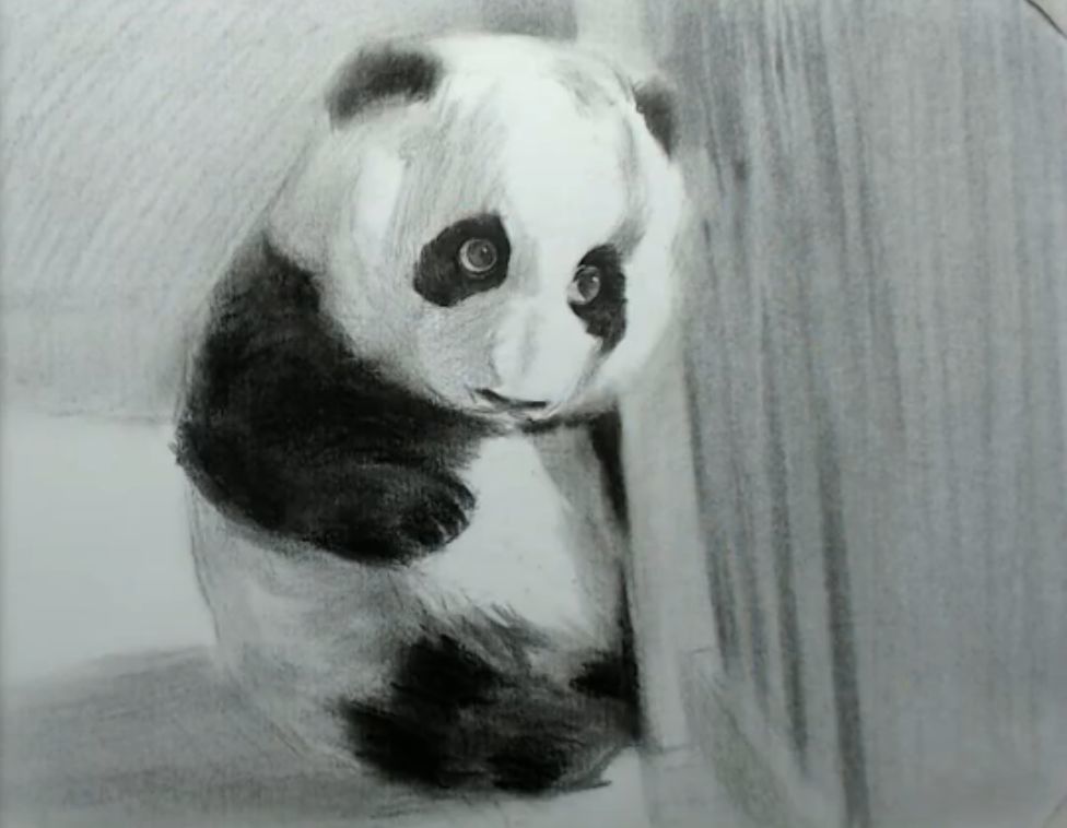 素描动物|可爱的熊猫