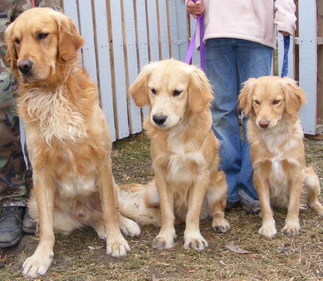 都叫金毛,小一个size是完全不同的狗,带你认识迷你黄金猎犬