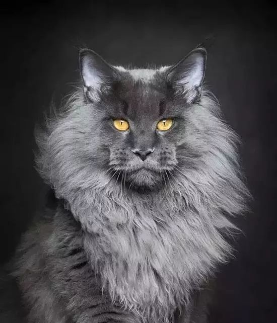 全球最美的29只猫咪一生极难一见