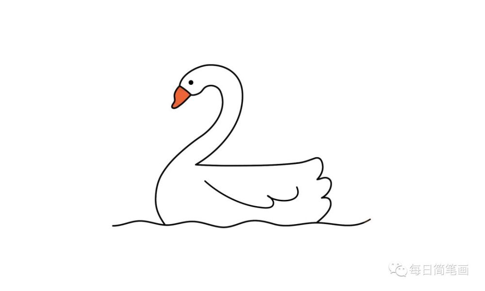 简笔画教程—可爱的白天鹅