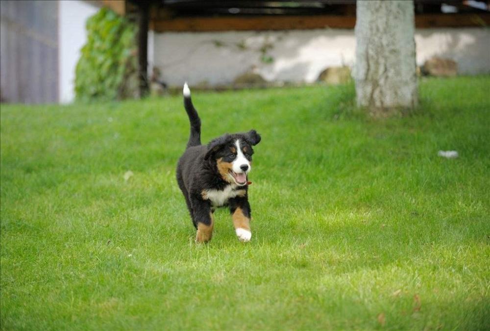 伯恩山犬好养吗伯恩山优点和缺点都有哪些