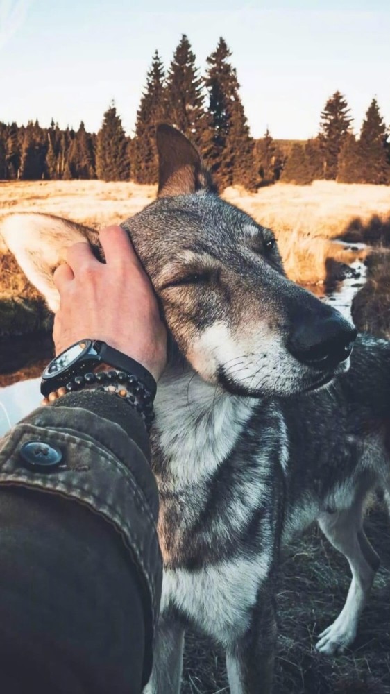 捷克狼犬,血统最接近狼的狗狗