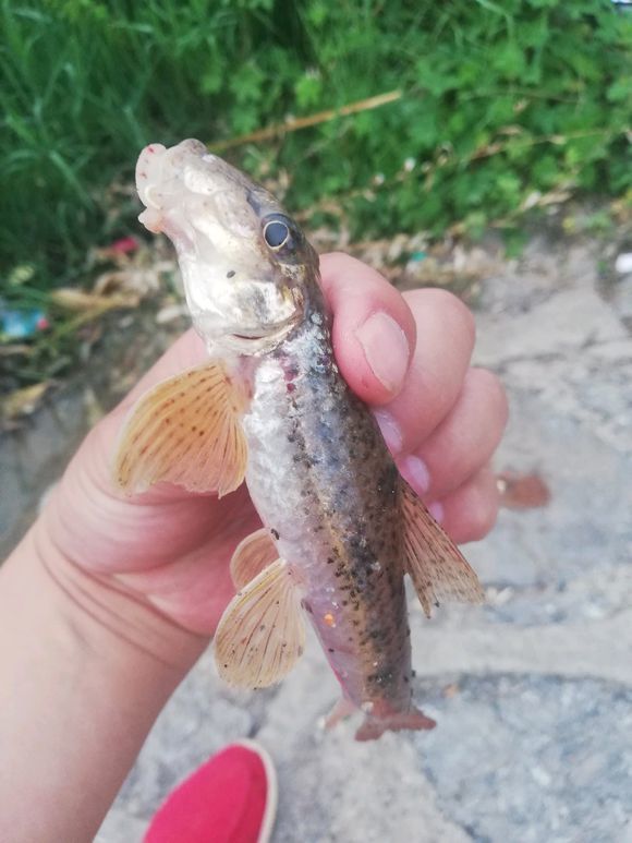 这种油麻鱼,浑身是肉鲜美无比,可惜分布范围有限,数量太少