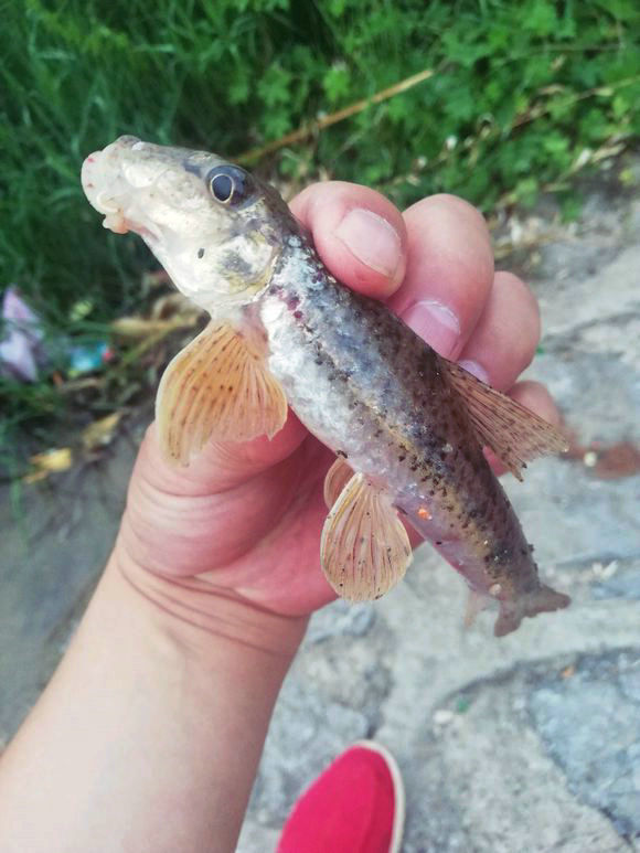 不太起眼,但这种老乡称为"油麻鱼"的鳔鮨,却是我国淡水鱼里少有的珍品