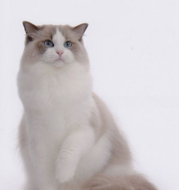 新手怎么挑选颜值最高的猫咪——布偶猫