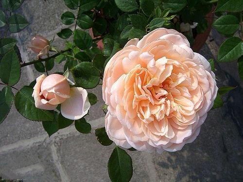 月季花四季开花,月季花种类"图鉴,这么多品种养全了是高手