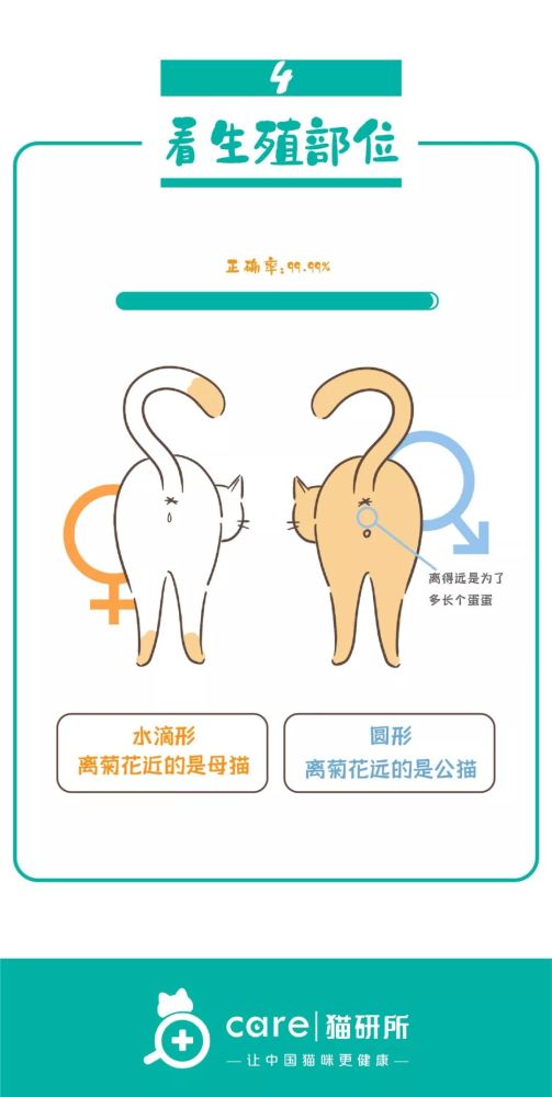一张图教你如何判断猫咪的性别