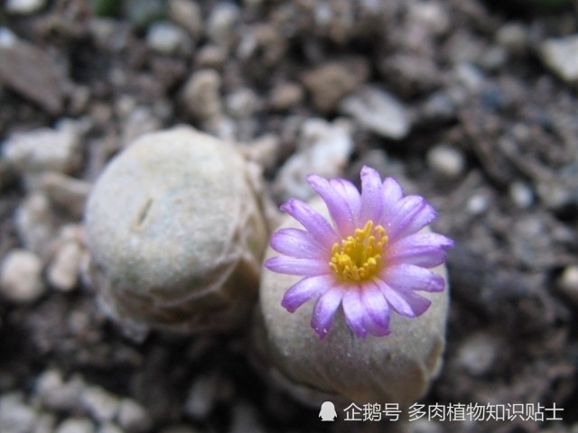 随拍一些初秋多肉植物和花草(来自:多肉植物知识贴士)