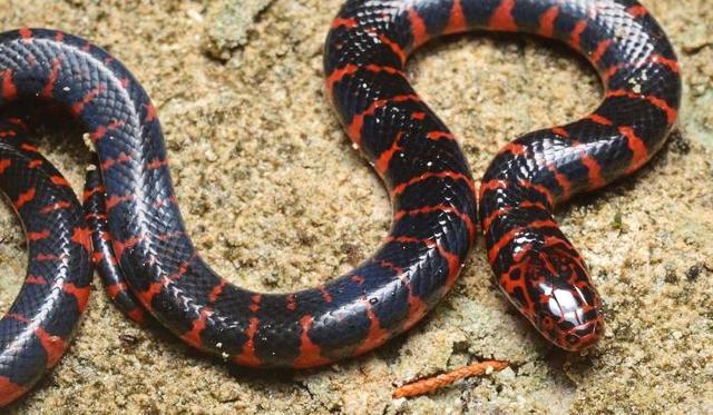 地球最"恐怖"的5大毒蛇:第一名的毒性比几十条眼镜王蛇还恐怖