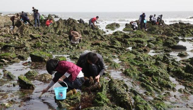 大连赶海攻略,附大连潮汐表及赶海地点推荐