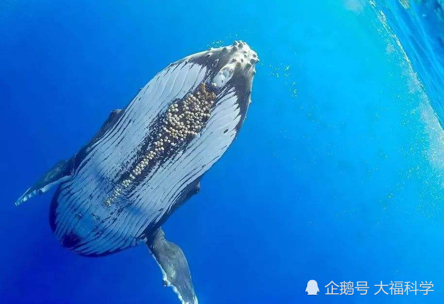 每年不少鲸鱼死于非命,皆因一种被称魔鬼的恐怖海洋生物"藤壶"