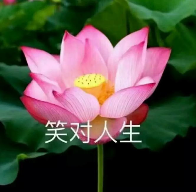 进家长群专用头像,各种荷花各种美腻,大姨看到都心动了!