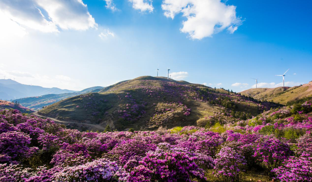 鲁南山杜鹃花海