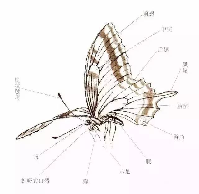 几种蝴蝶的画法示范