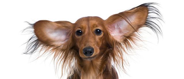 狗狗的耳朵容易受感染,主人要定期帮忙清理,垂耳犬种更要注意