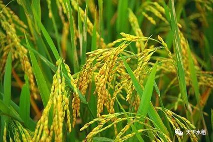 新粮上市能涨价吗?小麦,水稻,玉米,玉米,大豆价格预测!