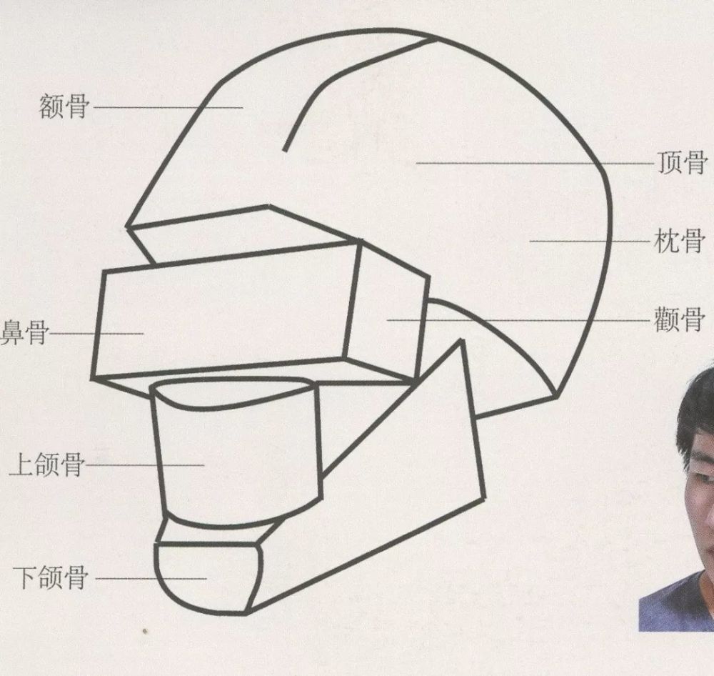 超强干货丨速写局部之头部结构