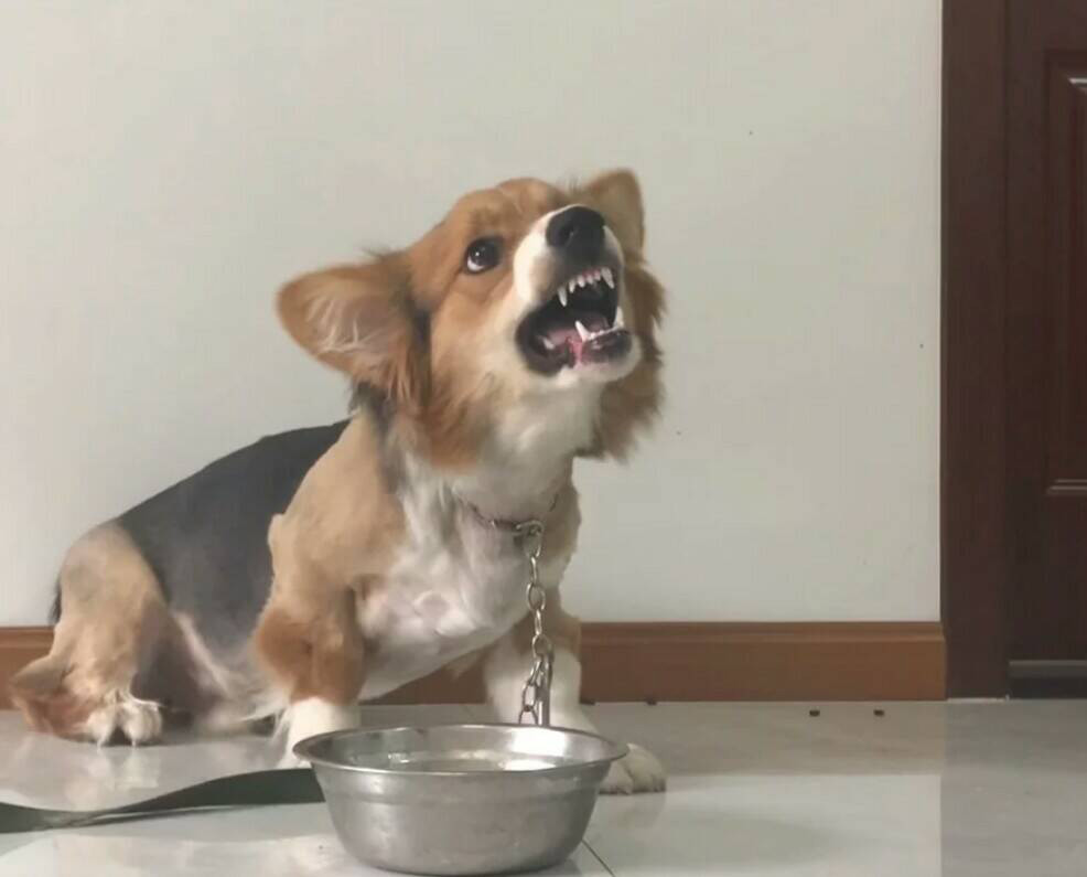 狗子咬人还护食,铲屎官不能放纵它们,该出手就得出手